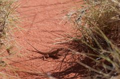 Ctenophorus isolepis