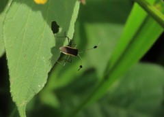 Plapigus circumcinctus