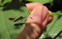 Plapigus circumcinctus