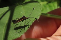 Plapigus circumcinctus