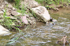 Pterostichus nigrita