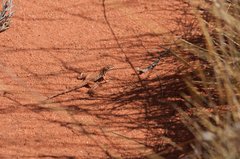 Ctenophorus isolepis