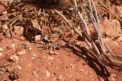 Ctenophorus isolepis