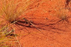 Ctenophorus isolepis