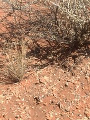 Ctenophorus isolepis