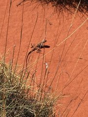 Ctenophorus isolepis