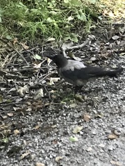 Corvus cornix