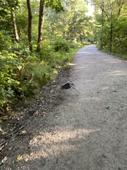 Corvus cornix