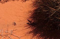 Ctenophorus isolepis