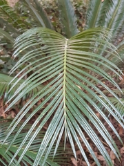 Cycas