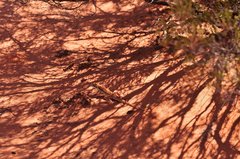 Ctenophorus isolepis