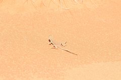 Ctenophorus isolepis