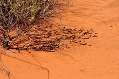 Ctenophorus isolepis