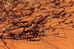 Ctenophorus isolepis