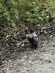 Corvus cornix