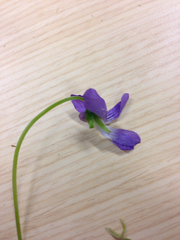 Viola cucullata