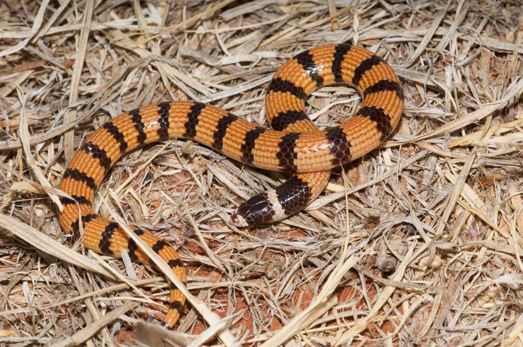 Northern Desert Banded Snake