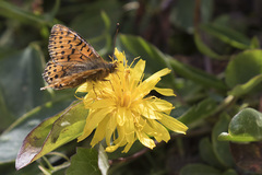 Boloria pales