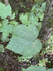 Acer pseudoplatanus