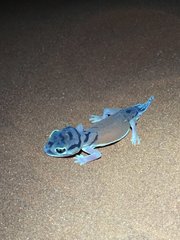 Nephrurus laevissimus