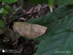 Decetia subobscurata