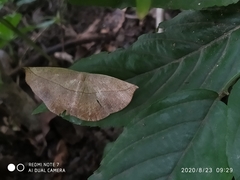 Decetia subobscurata