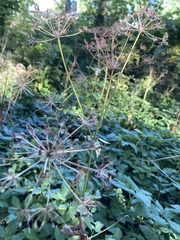 Aegopodium podagraria