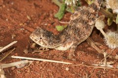 Tympanocryptis centralis