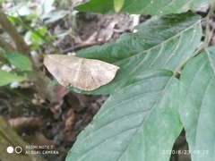 Decetia subobscurata