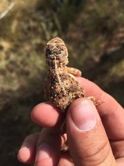 Tympanocryptis centralis