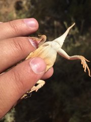 Tympanocryptis centralis