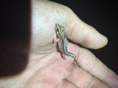 Lucasium stenodactylus