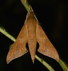 Xylophanes hannemanni