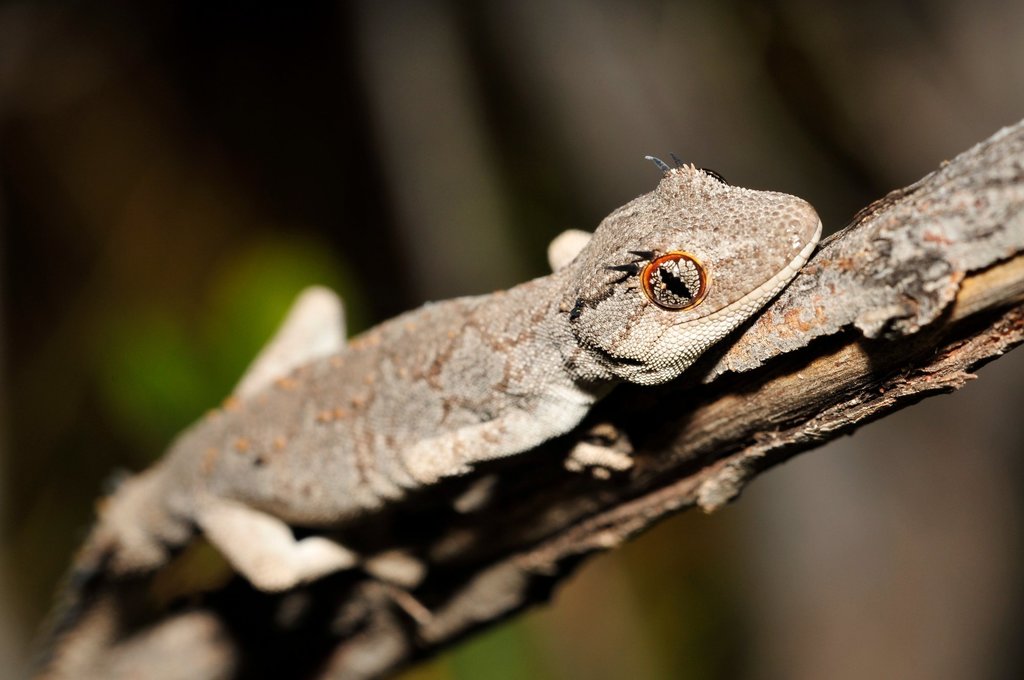 Northern Spiny-Tailed Gecko