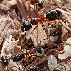 Camponotus innexus