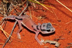 Nephrurus laevissimus