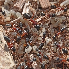 Camponotus innexus