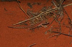 Lucasium stenodactylus