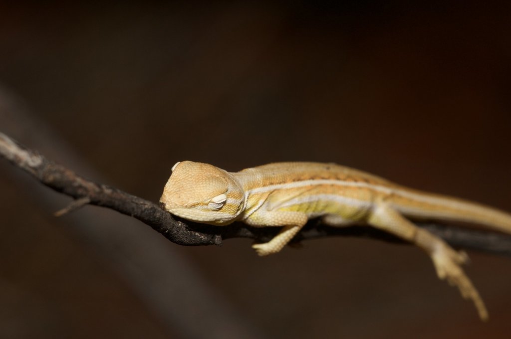 Grey-Striped Western Desert Dragon