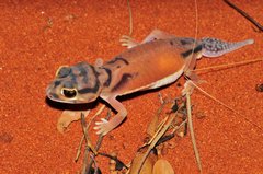 Nephrurus laevissimus