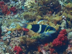 Thalassoma nigrofasciatum