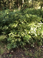Magnoliopsida