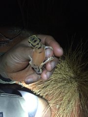 Nephrurus laevissimus