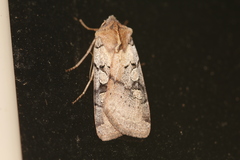 Richia parentalis