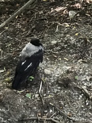 Corvus cornix