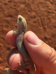 Gehyra purpurascens
