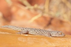 Gehyra purpurascens