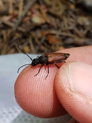 Anastrangalia sanguinea