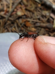 Anastrangalia sanguinea