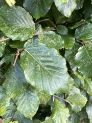Fagus sylvatica